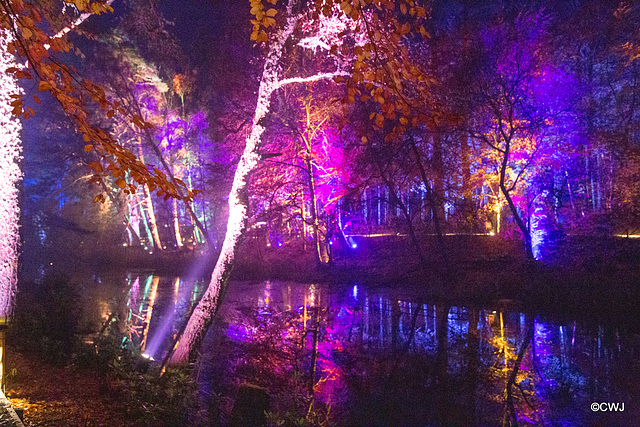 The Enchanted Forest, Faskally, 2nd Nov 2019