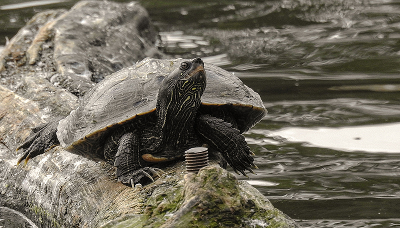 20190901 5516CPw [D~VR] Falsche Landkarten-Höckerschildkröte (Graptemys pseudogeographica), Vogelpark Marlow