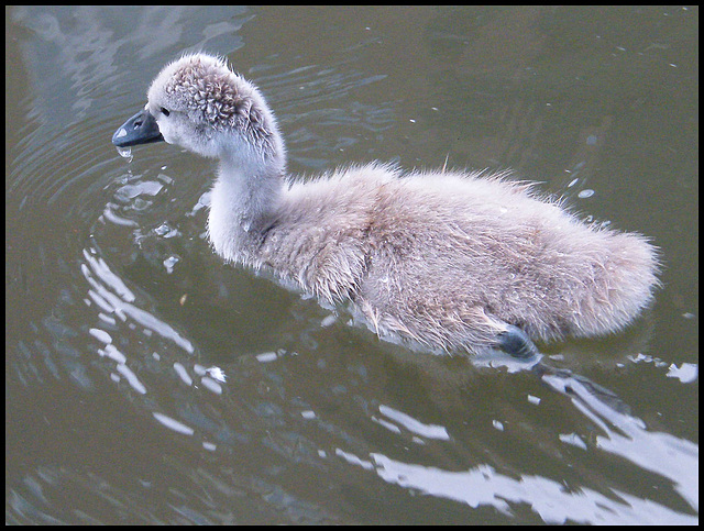 baby swan