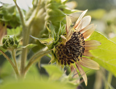 sunflower1