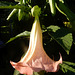 Datura