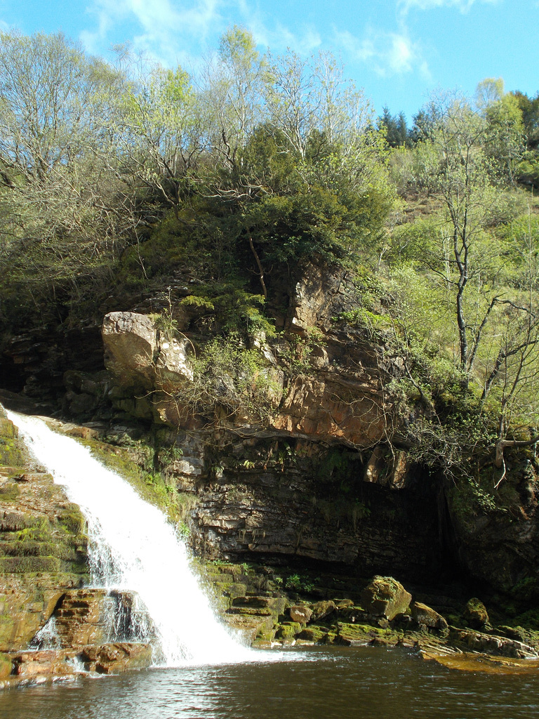 wcl - trees growing on rocks