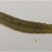 IMG 0332 Caterpillar