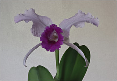 2024-03-02-10.51.11 ZS retouchedcattleya trianaeOrchid