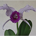 2024-03-02-10.51.11 ZS retouchedcattleya trianaeOrchid