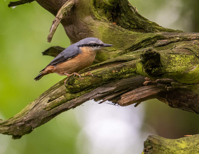 Nuthatch