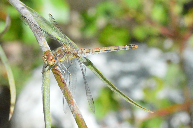 Common Darter (female) - Sympetrum striolatum 20-09-2012 14-19-35