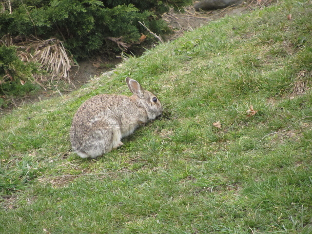 Easter Bunny ;-)