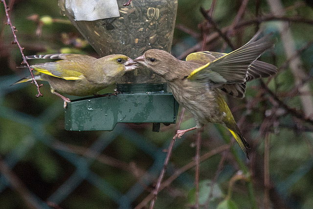 20150129 6704VRTw [D~RI] Grünfink (Carduelis chloris), Rinteln