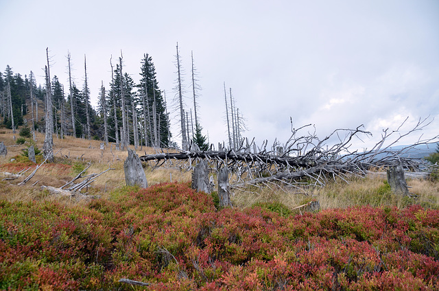 Bayerischer Wald - Kernzone