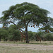 Tarangire, Two Giraffes under the Acacia