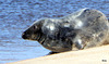 Seals on Findhorn Beach at low tide