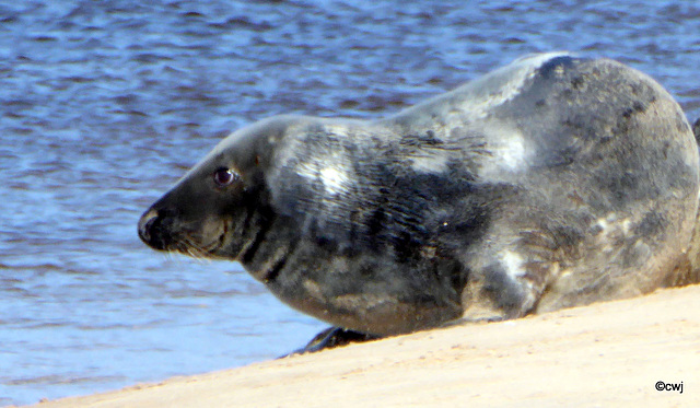 Seals on Findhorn Beach at low tide