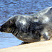Seals on Findhorn Beach at low tide