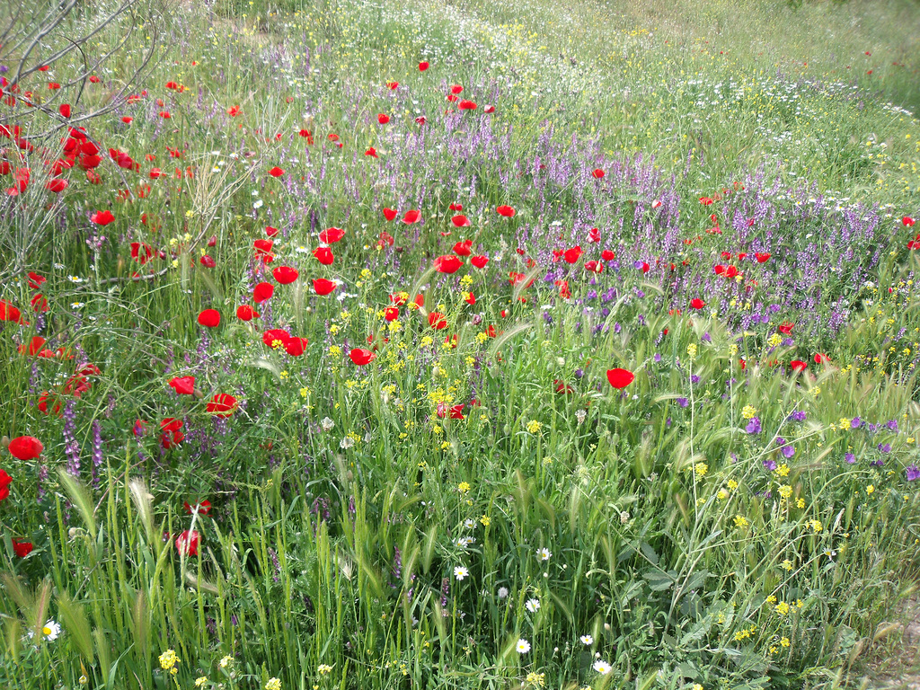 Spring wildflowers