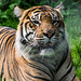 Tiger cub (1)