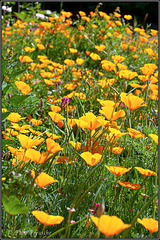 Goldmohn auf der Wiese