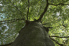 alte Buche - old Beech