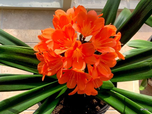 Spring flowering in the dining room