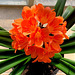 Spring flowering in the dining room