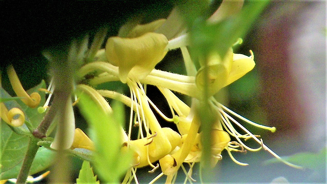 Gorgeous honeysuckle