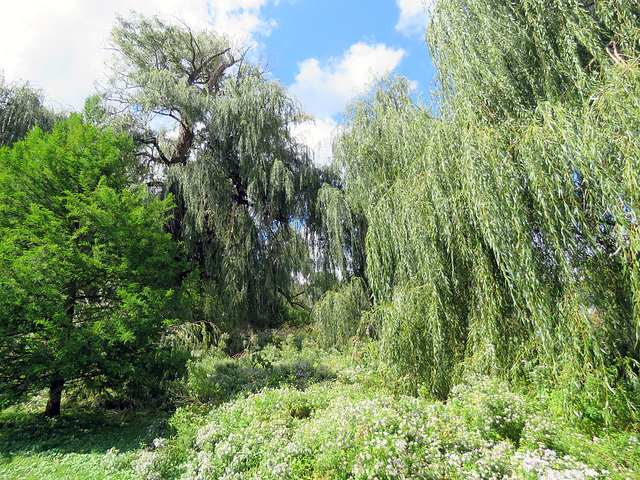 Parent willow (left) and offspring (right)