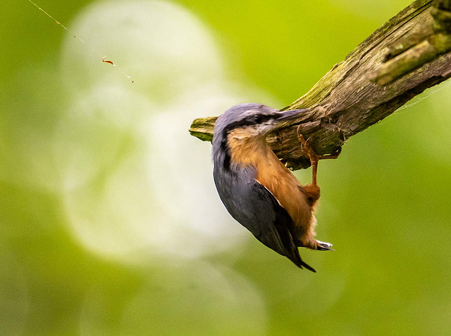 Nuthatch