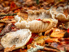 Herbstlaub und Pilze