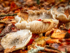 Herbstlaub und Pilze