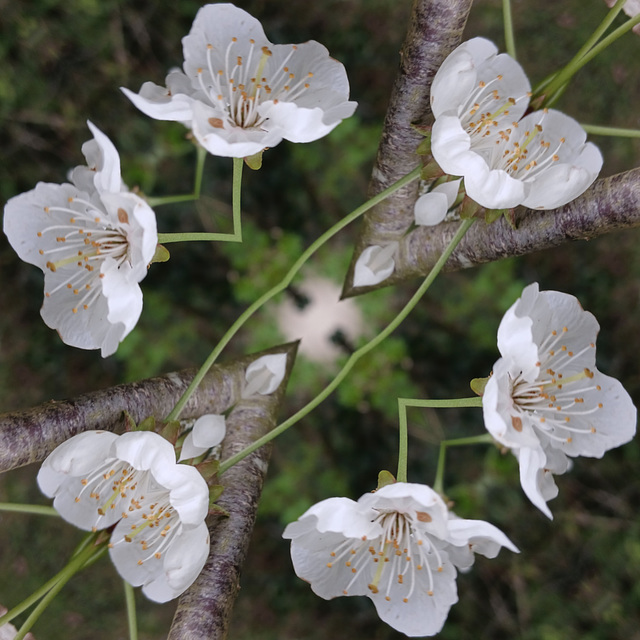 Fleurs de cerisiers avec Miror Lab