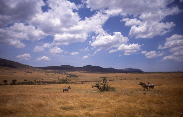 African savanna with Zebra