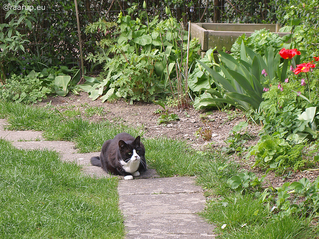 Snow White birdwatching