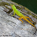 20 A Rather Pretty Anolis