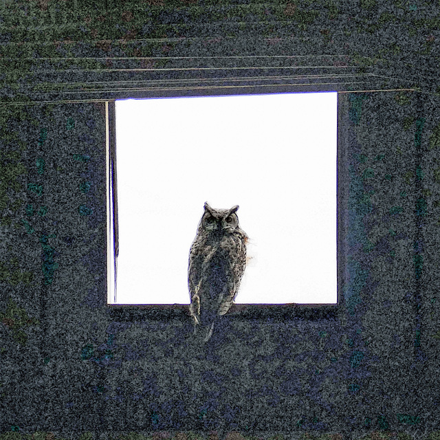 Great Horned Owl in barn window