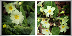 Primroses for Easter