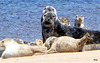 Seals on Findhorn Beach at low tide