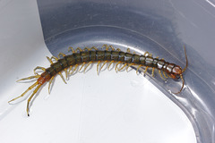 Centipede IMG_5976