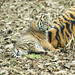 Tiger cub (2)