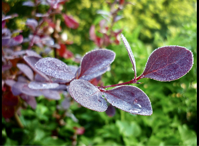 Rosée du matin