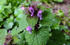 20210421 0066CPw [D~LIP] Rote Taubnessel (Lamiom purpureum), Bad Salzuflen