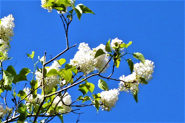 The white lilac against the blue sky is gorgeous