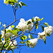 The white lilac against the blue sky is gorgeous