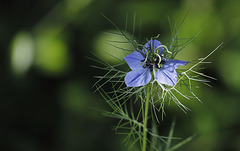 Nigelle au vert