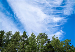 forest, sky and clouds