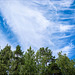 forest, sky and clouds