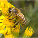 IMG 0347 Honey Bee
