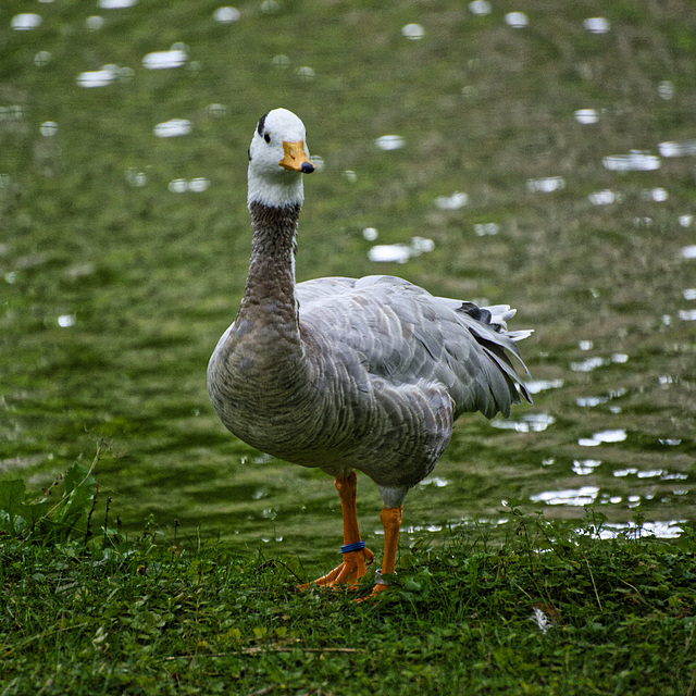 Tiergarten Nürnberg, 30.07.2023