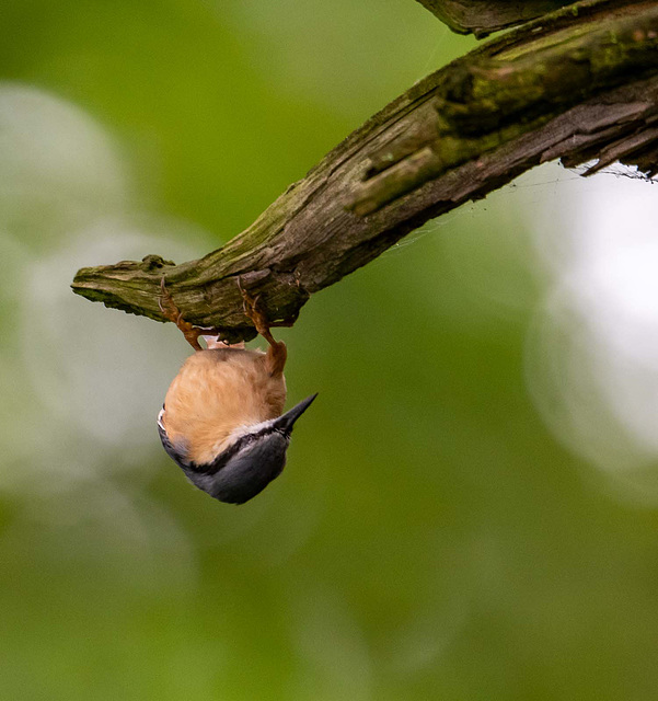 Nuthatch