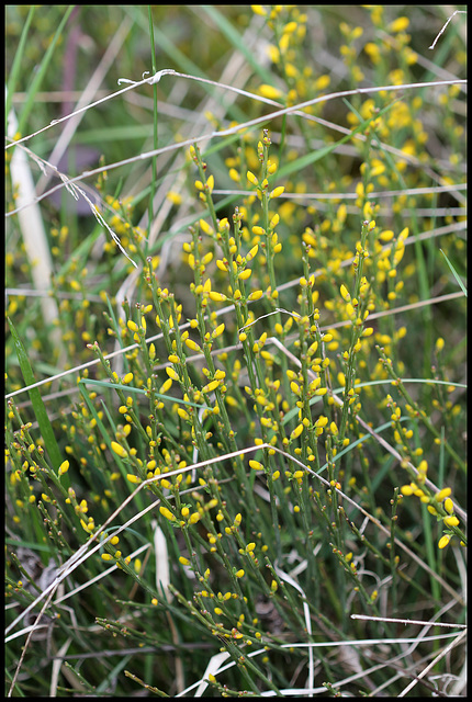 Cytisus scoparius (2)