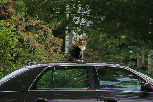 Cat on the car